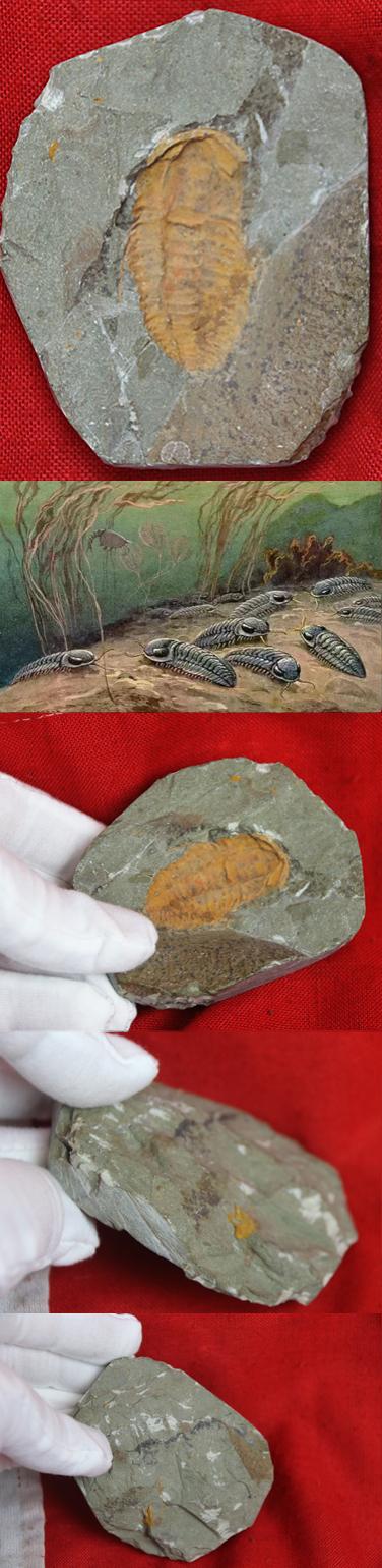 Original Fossil of a Trilobite, in Matrix, Circa 490 Million Years Old with Iron Oxide Deposits in the Mineralisation From the River Bed