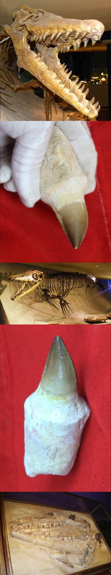 A Super, Mososaurus Tooth, a 60 Foot Apex Predator, 66 Million Years Old